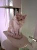 ein verschmuste Maine Coon Katze sucht nettes zu Hause
