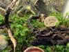 Phyllobates vittatus - Pfeilgiftfrösche und Terrarium abzugeben