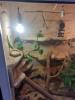 Madagaskar Tagesgecko 