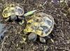 Griechische Landschildkröte NZ 2024