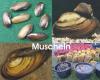 Teichmuscheln - Schnecken - Krebse - Koi - Teichfische/  Fischfarm Eske