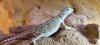 1, 1 Pogona henrylawsoni