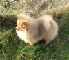 Zwergspitz/ Pomeranian Rüde mit 2 blauen Augen