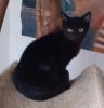 Nero– sucht dringend ein Zuhause! (aus dem Tierschutz /  gechipt,  geimpft,  kastri