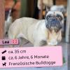 Lea - total lieb und sozial,  freiatmend