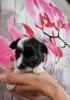 Chihuahua Langhaar Welpen 