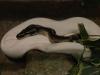 Königspython Piebald Dalmatiner