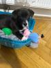 Labradormix Welpe!!!!